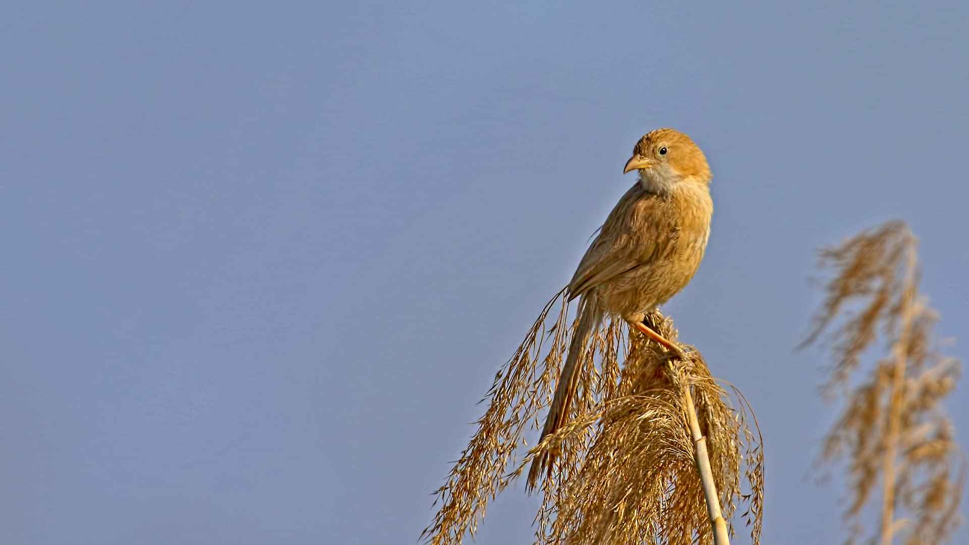 Iraq Babbler