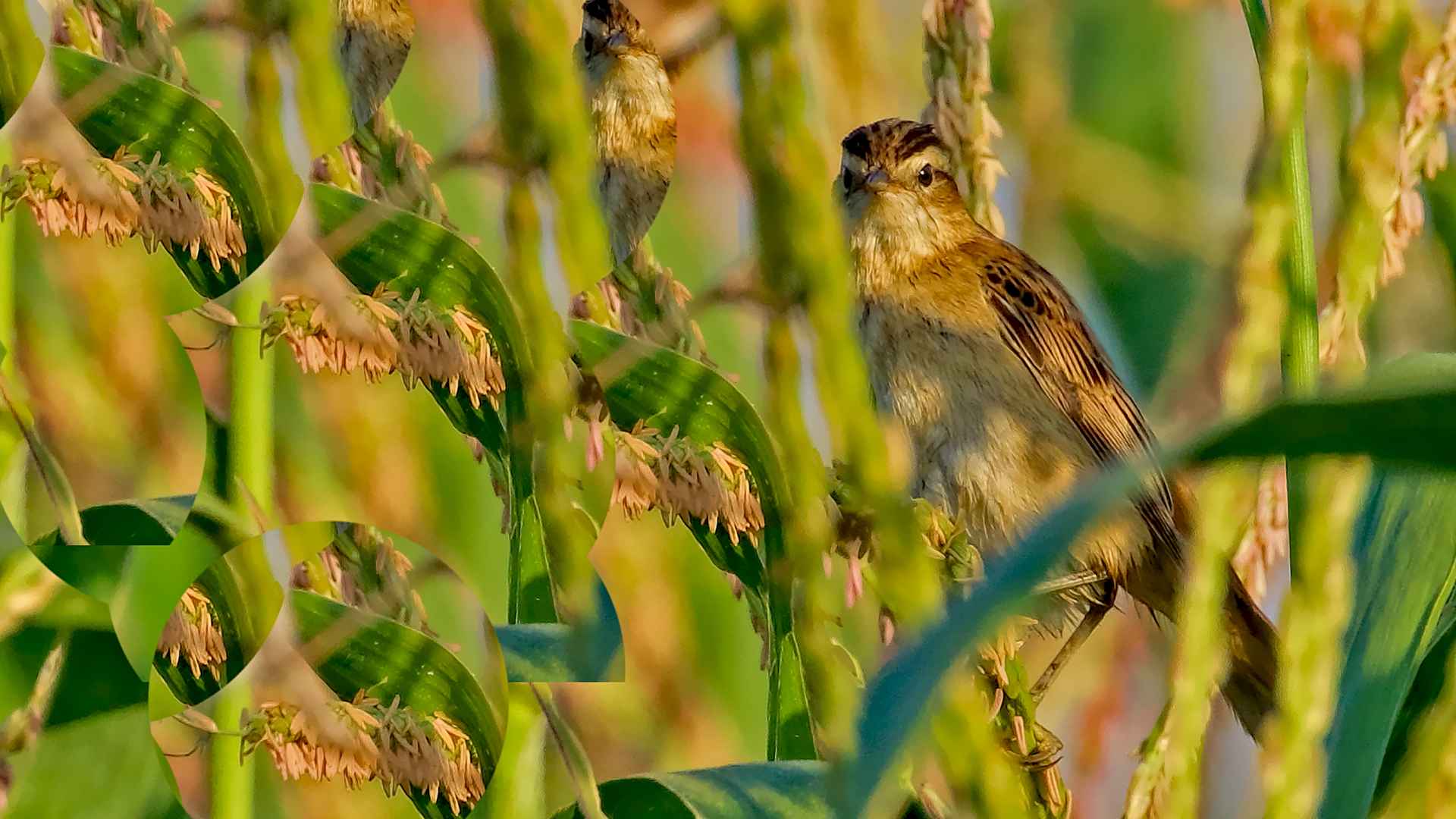 Sedge Warbler