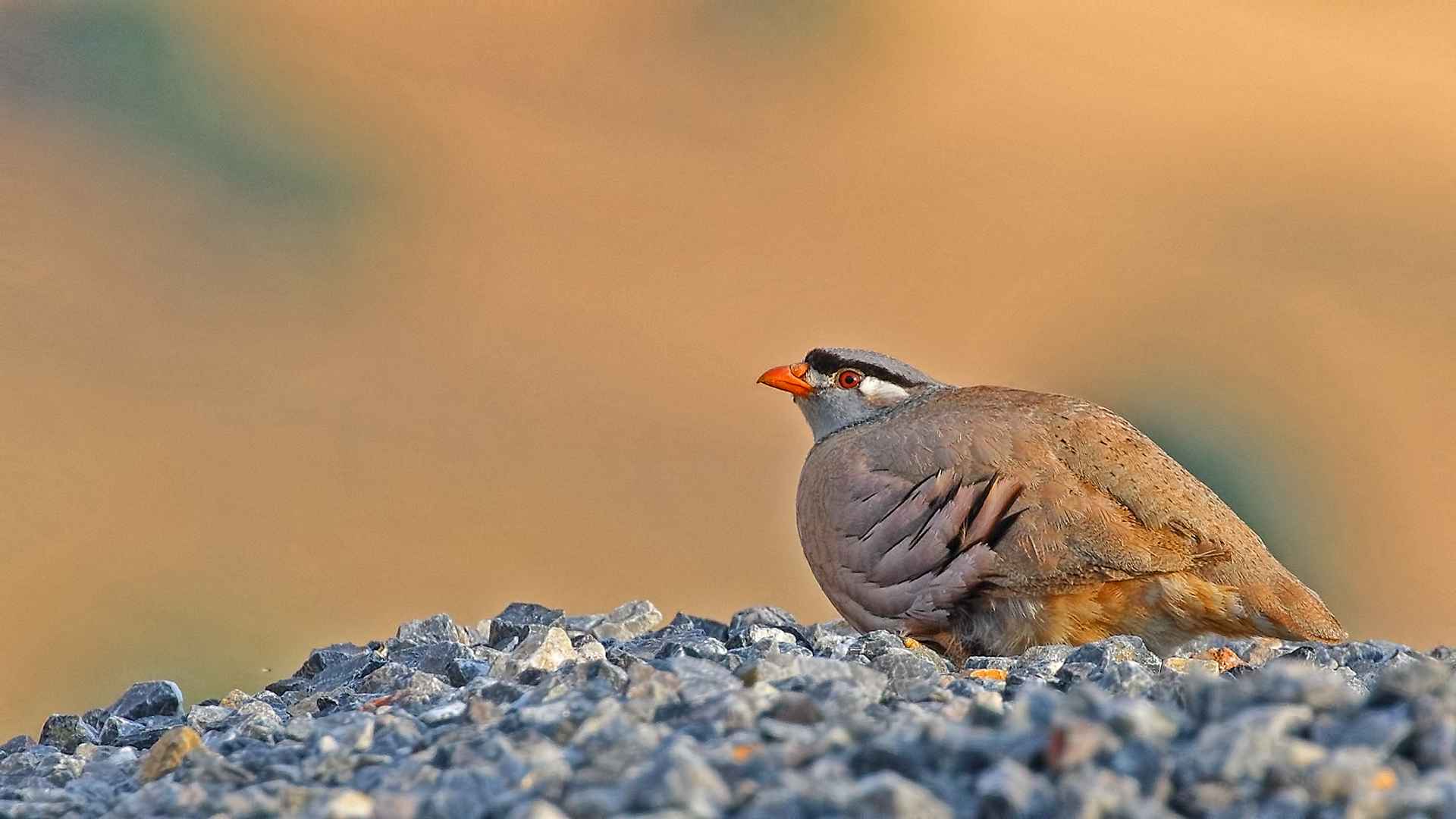 See-see Partridge