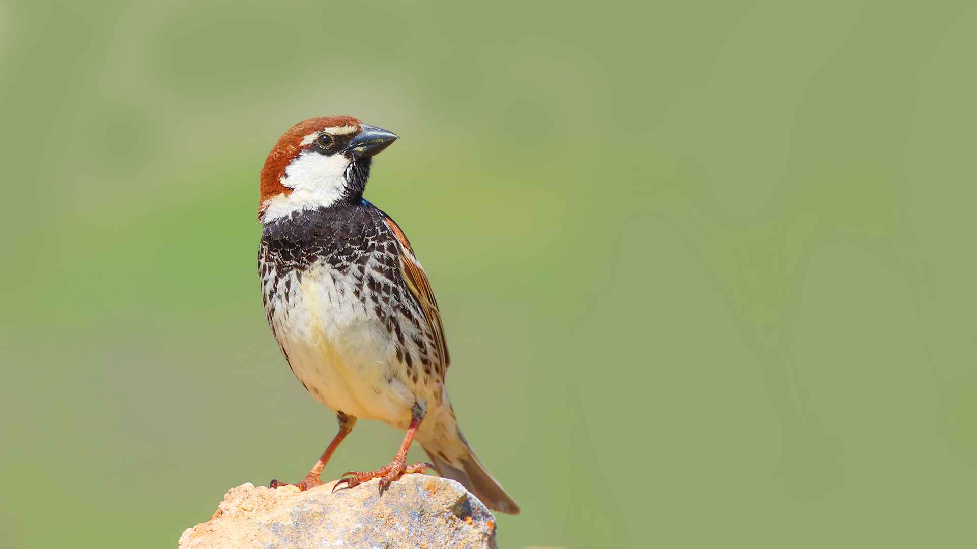 Spanish Sparrow