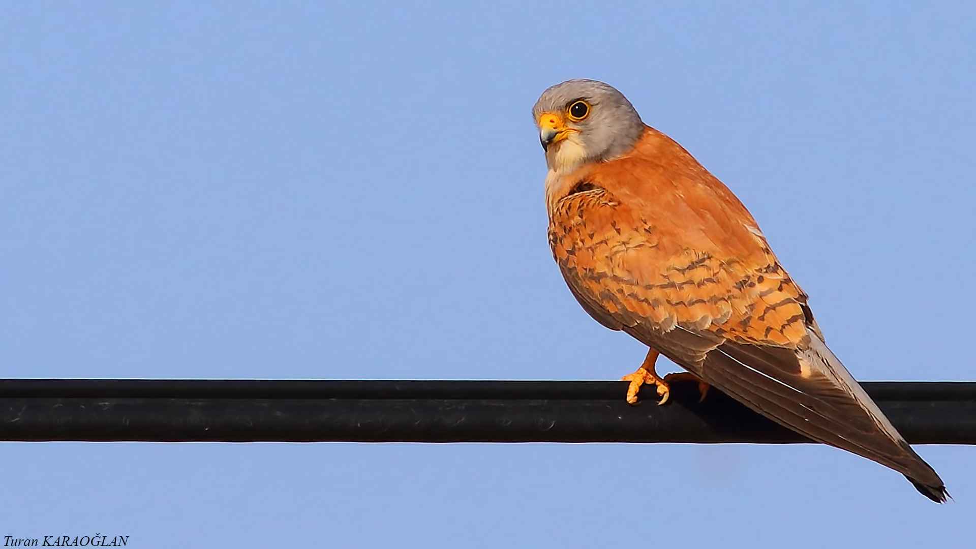 Lesser Kestrel