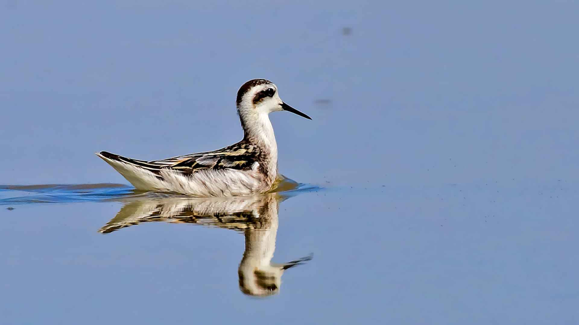 Red-necked Phalarope
