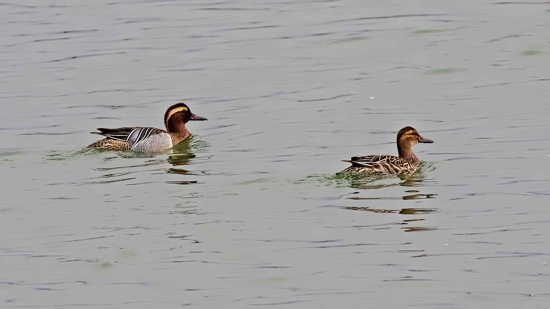 Garganey