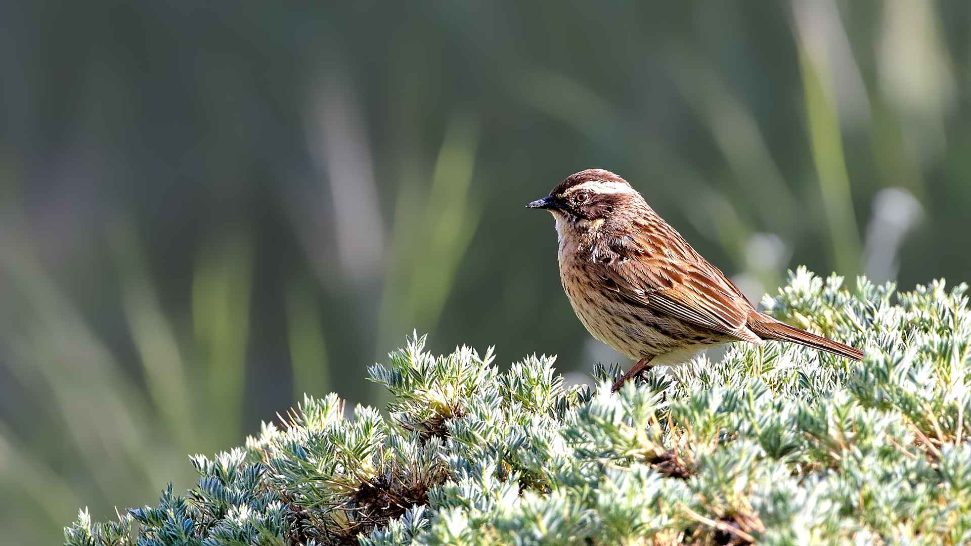 Radde's Accentor
