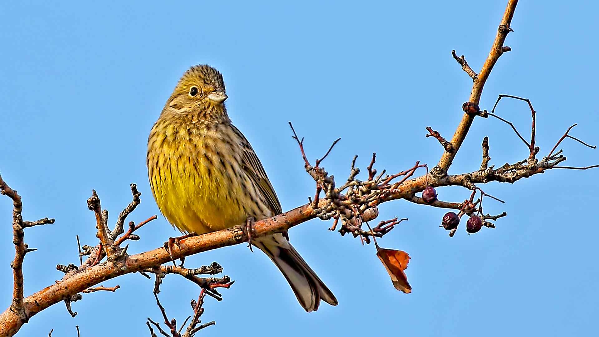 Yellowhammer