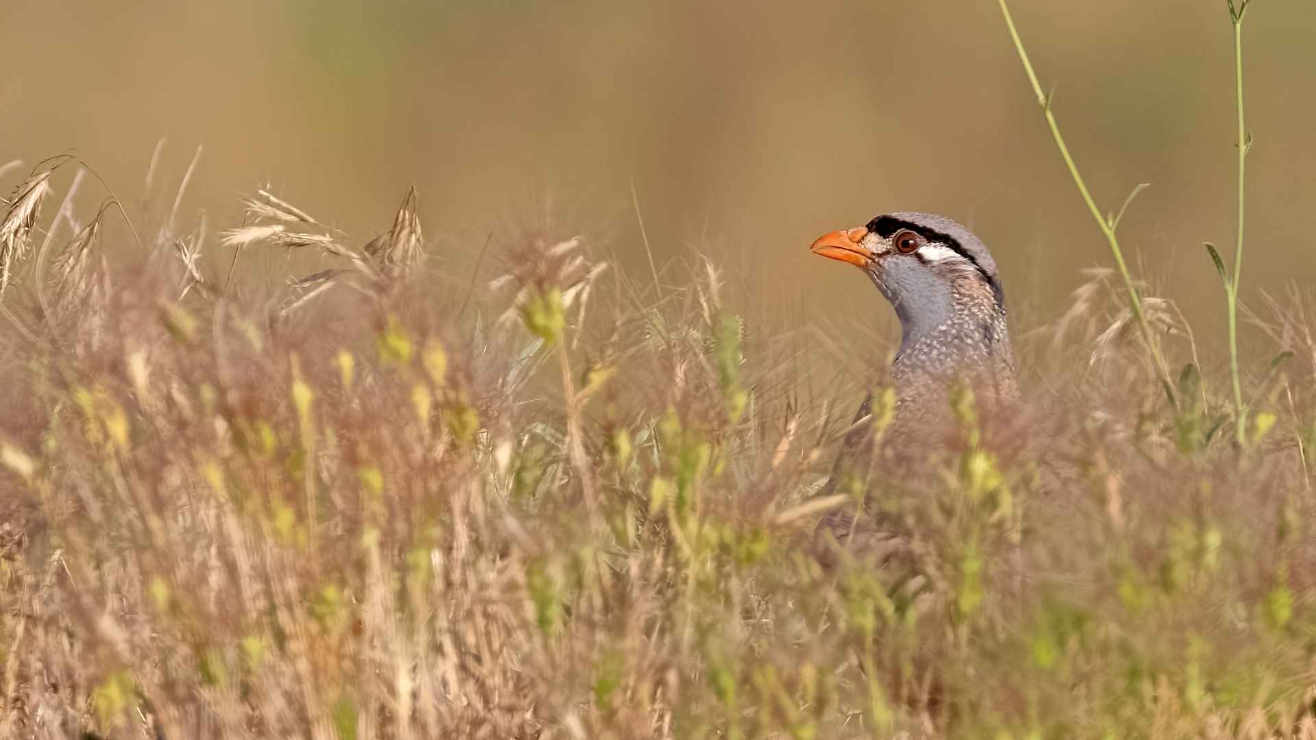 See-see Partridge