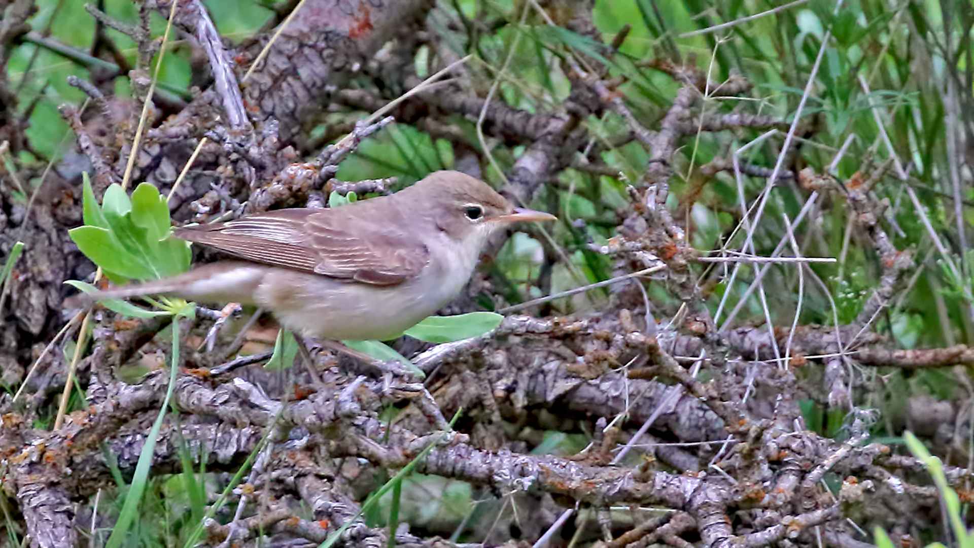 Marsh Warbler