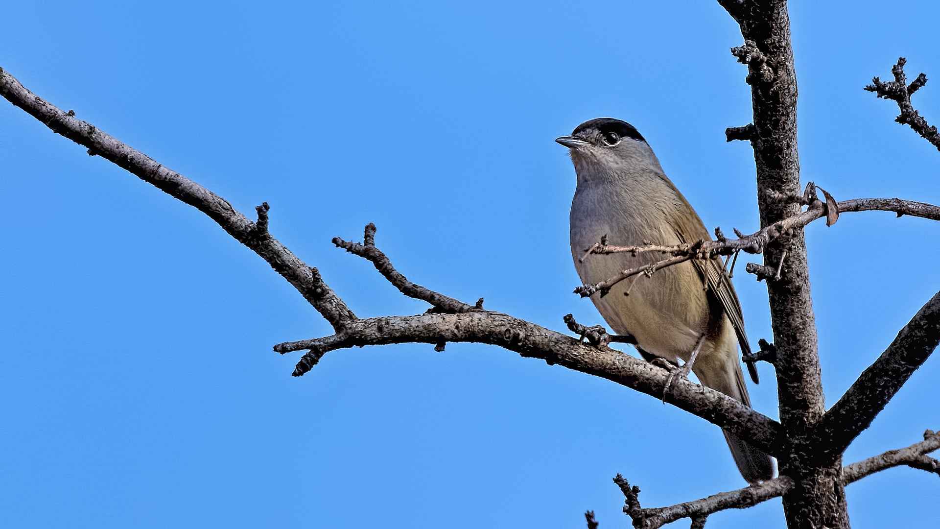 Eurasian Blackcap