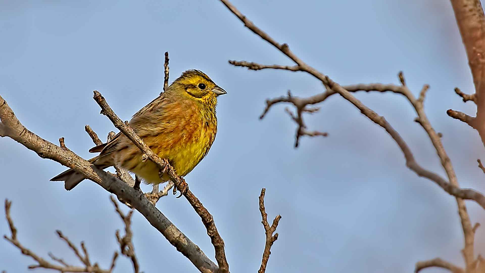 Yellowhammer