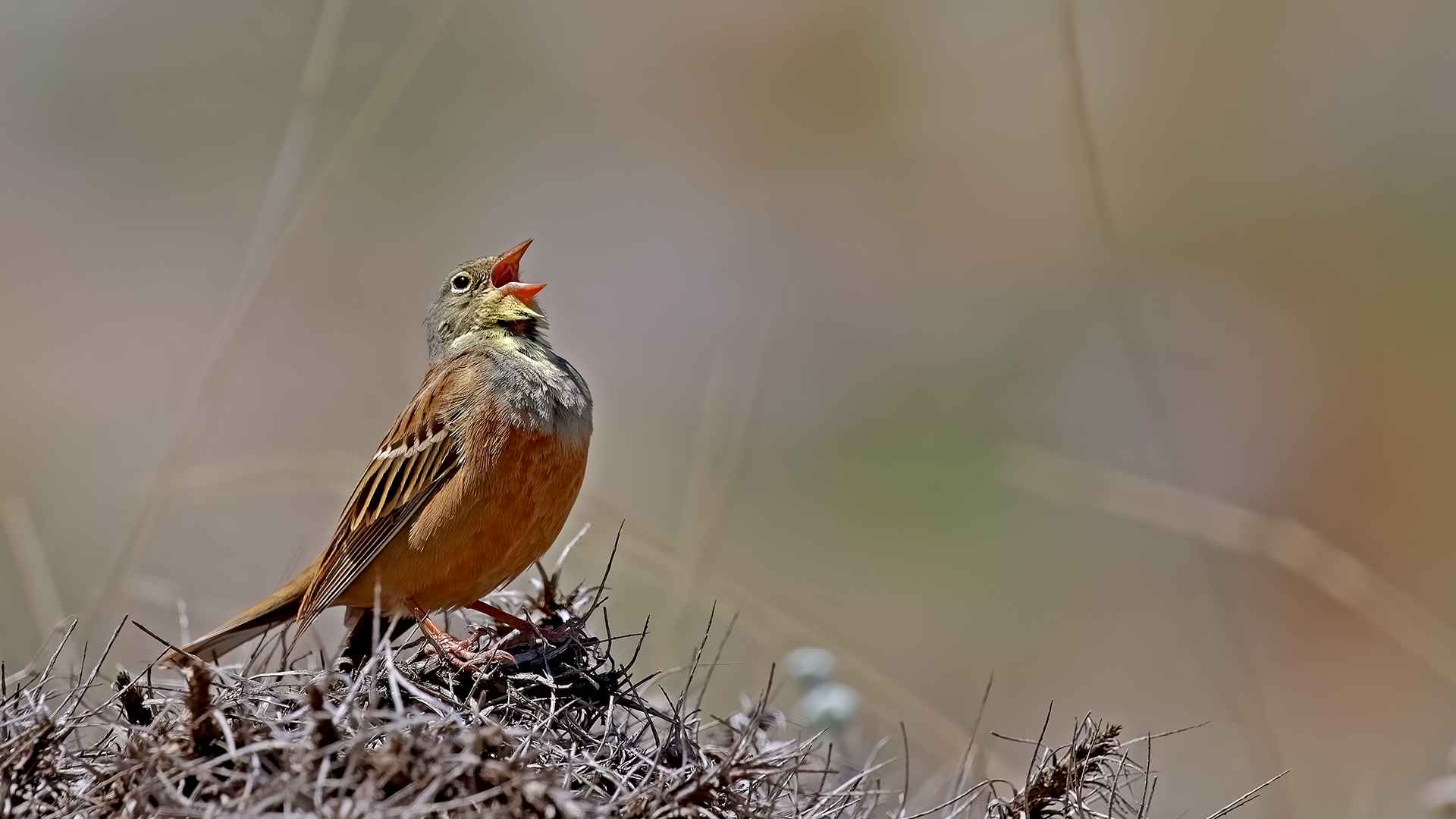 Ortolan Bunting
