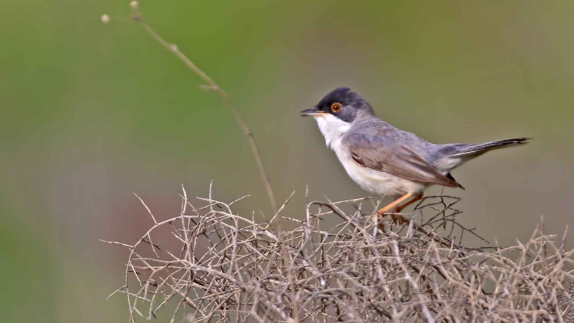 Menetries's Warbler