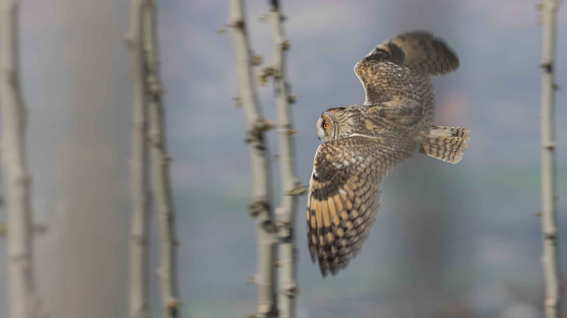 Long-eared Owl