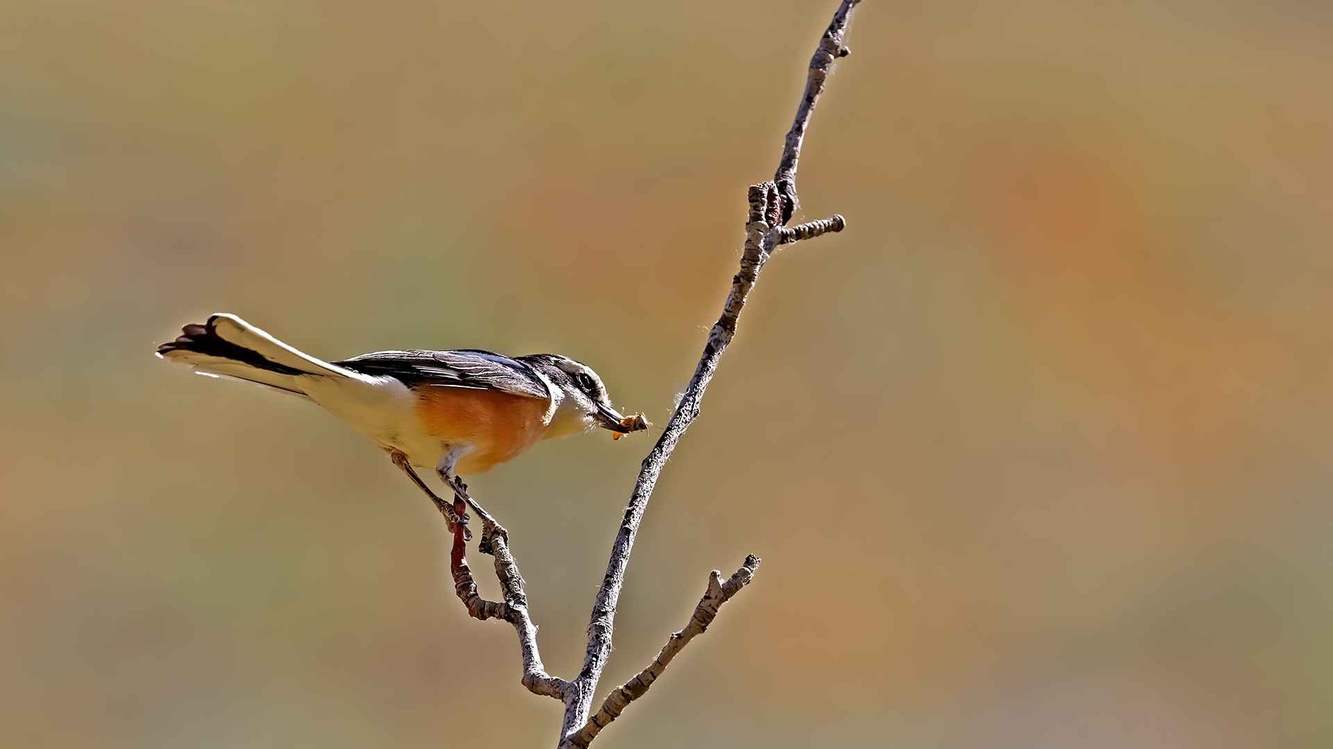 Masked Shrike