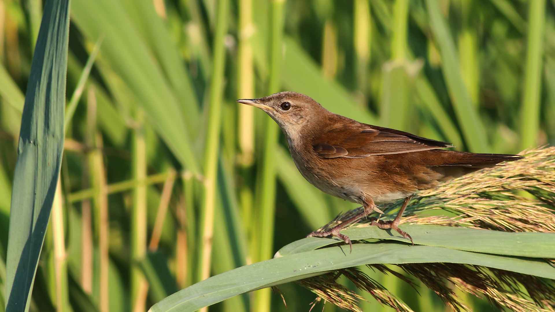 Savi's Warbler