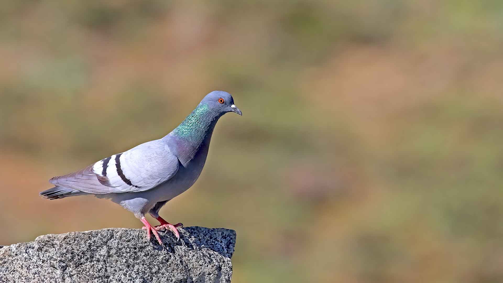 Rock Pigeon