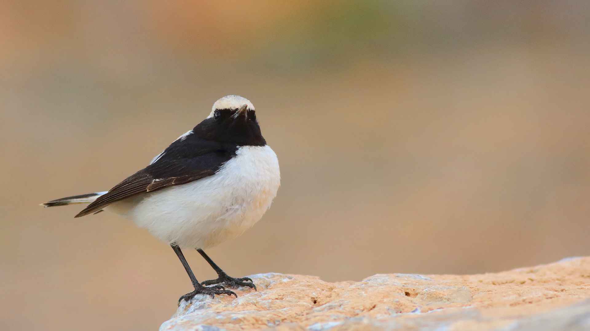 Aksırtlı kuyrukkakan