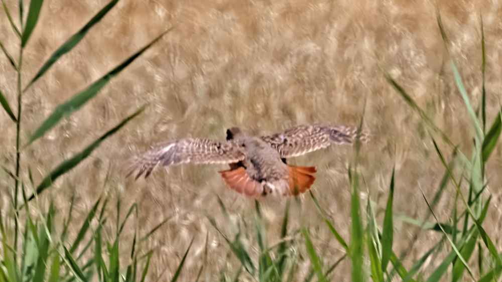 Gray Partridge