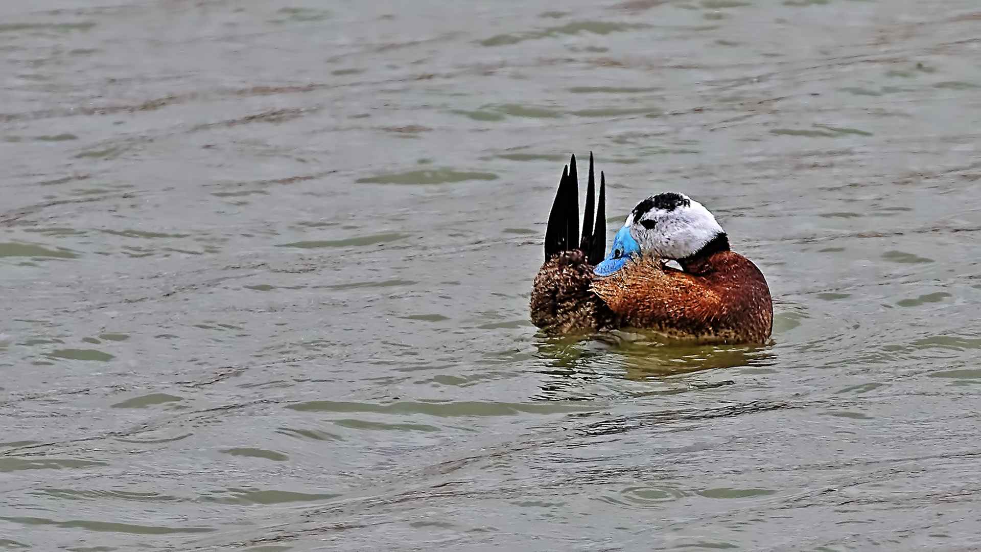 Dikkuyruk