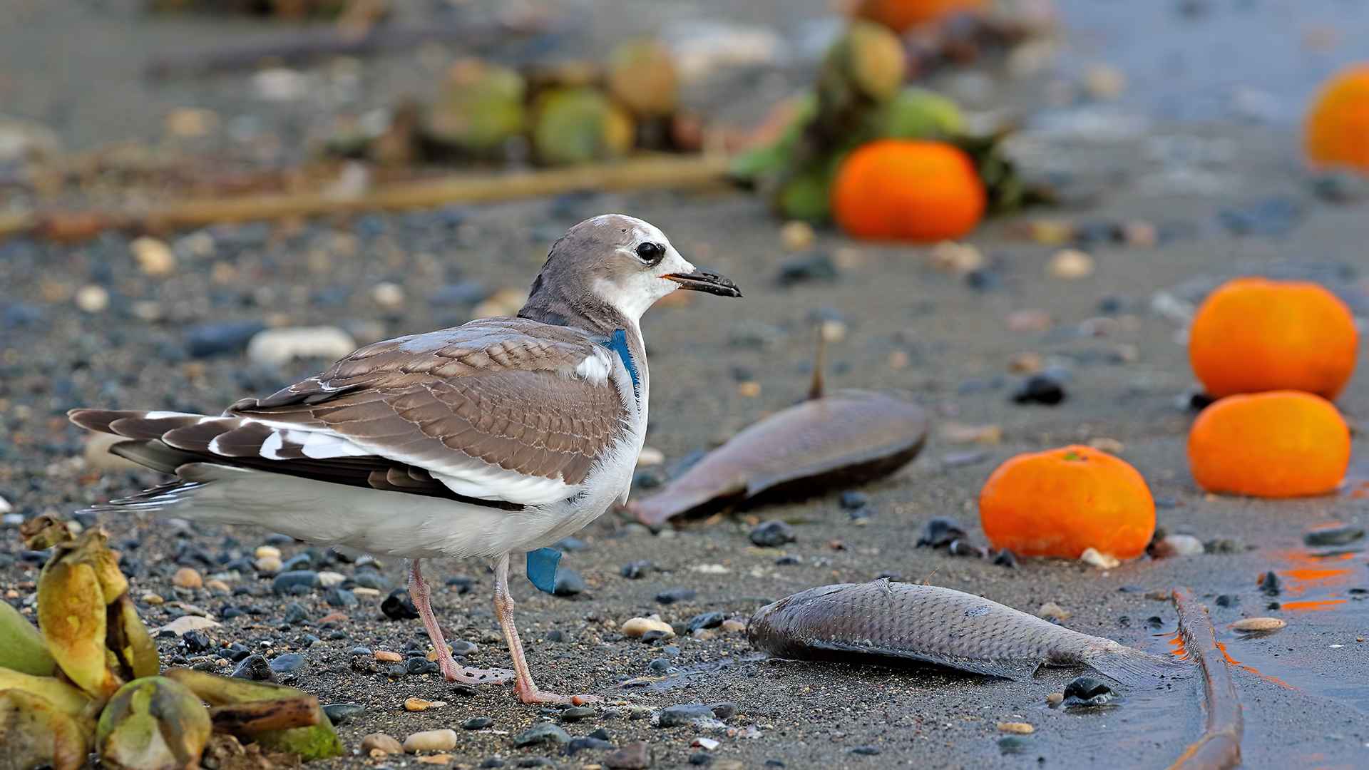 Sabine's Gull