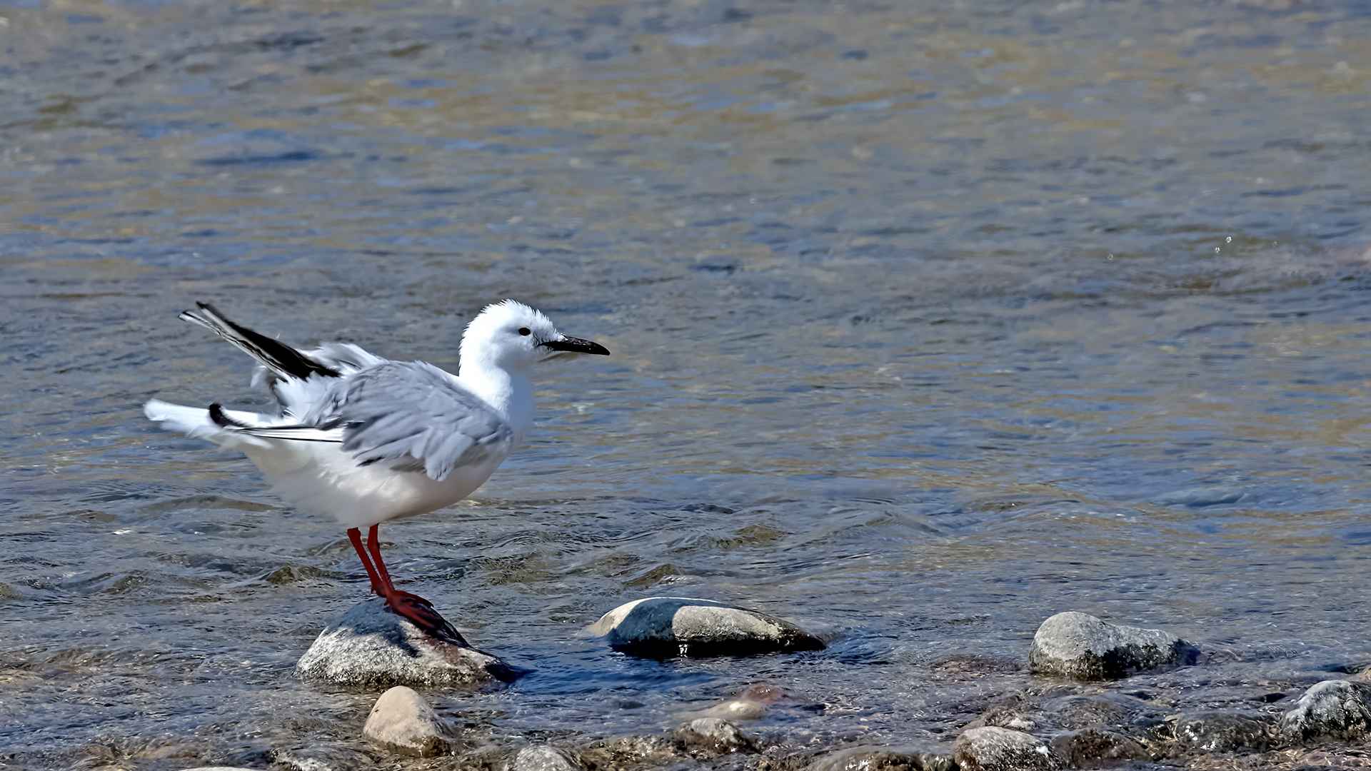 Slender-billed Gull