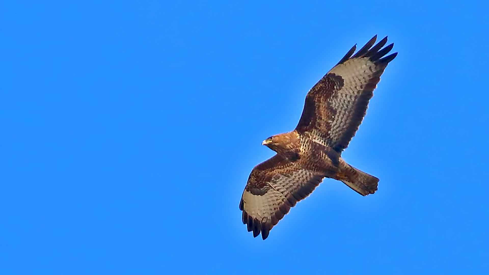 Common Buzzard