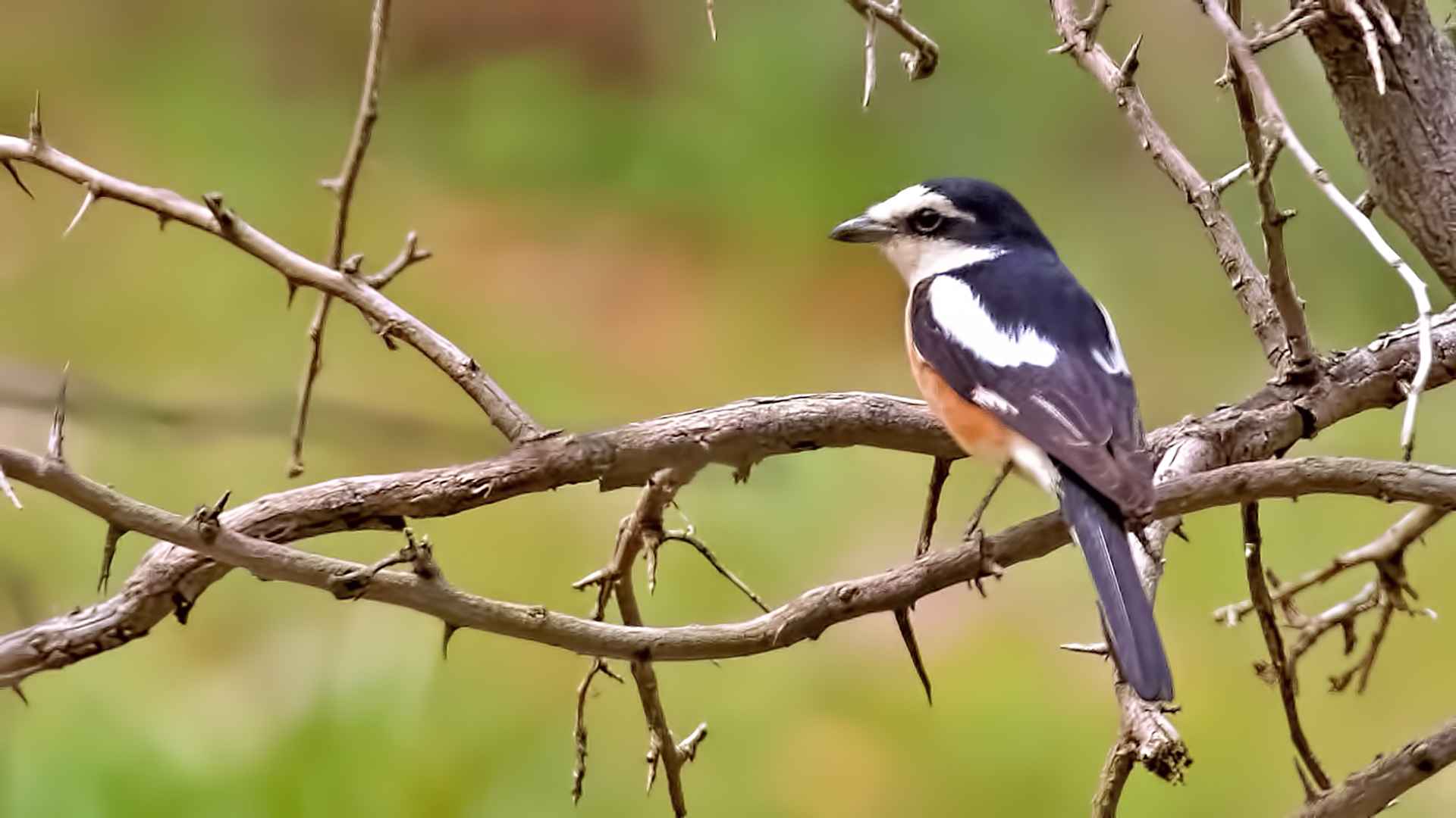 Masked Shrike