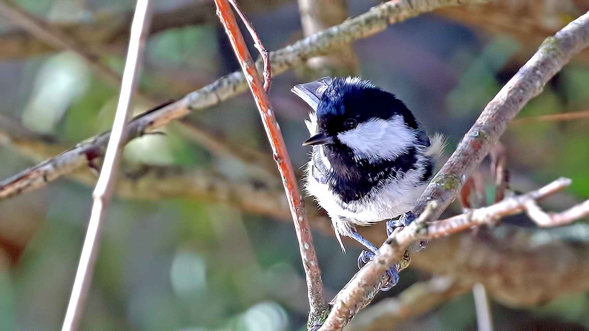Coal Tit