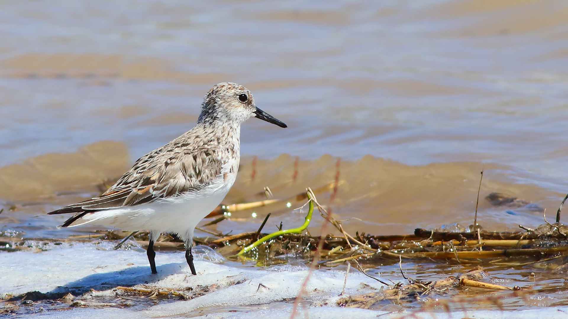 Sanderling