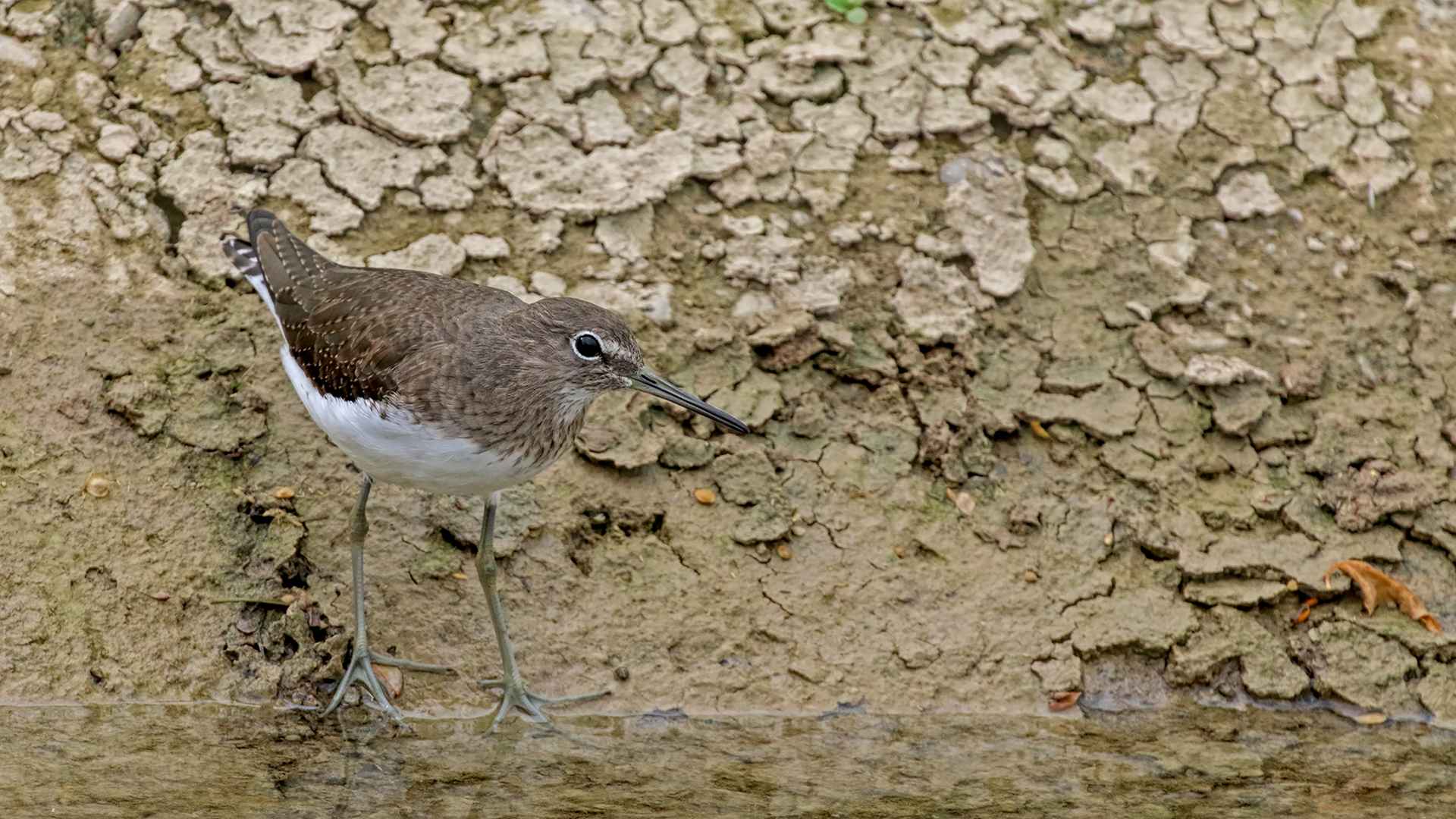 Common Sandpiper