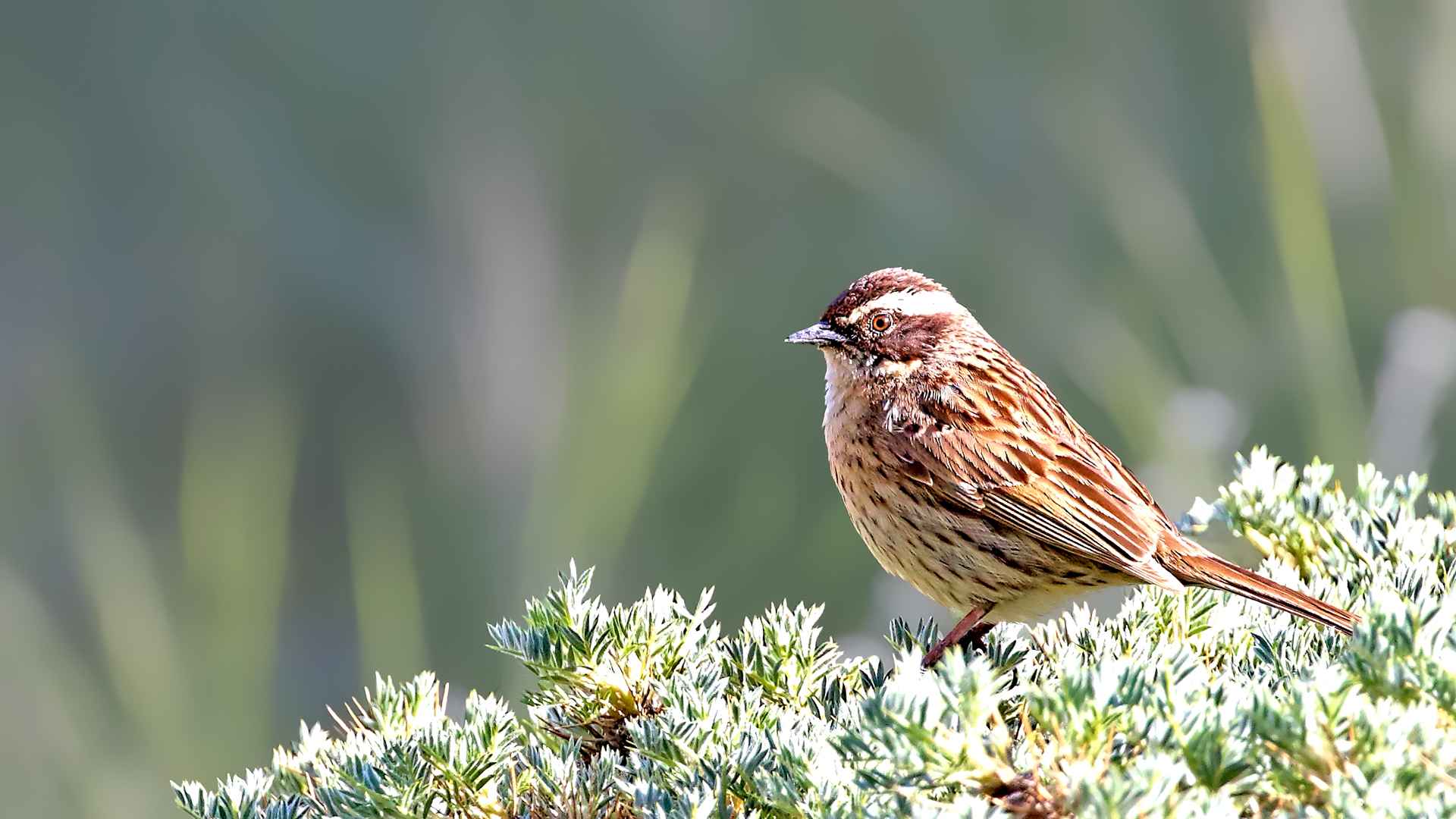 Radde's Accentor