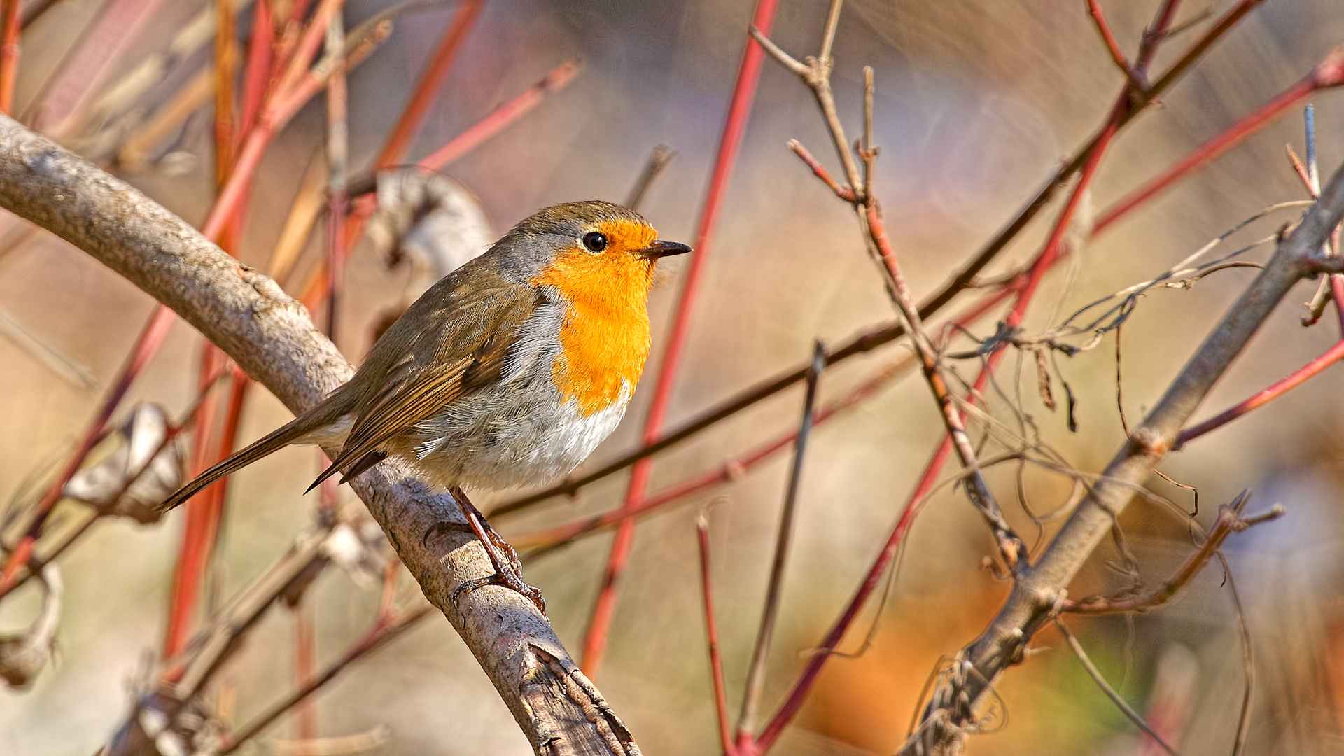 European Robin