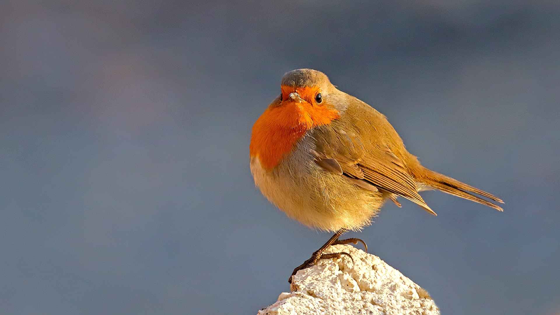 European Robin