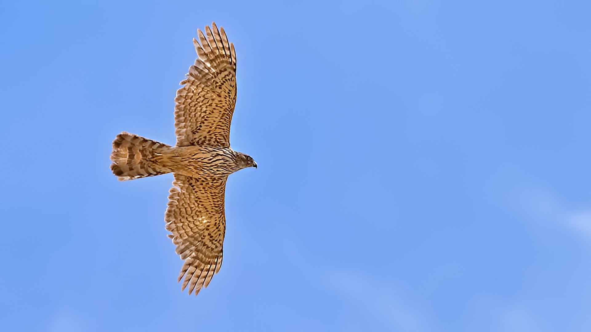 Northern Goshawk