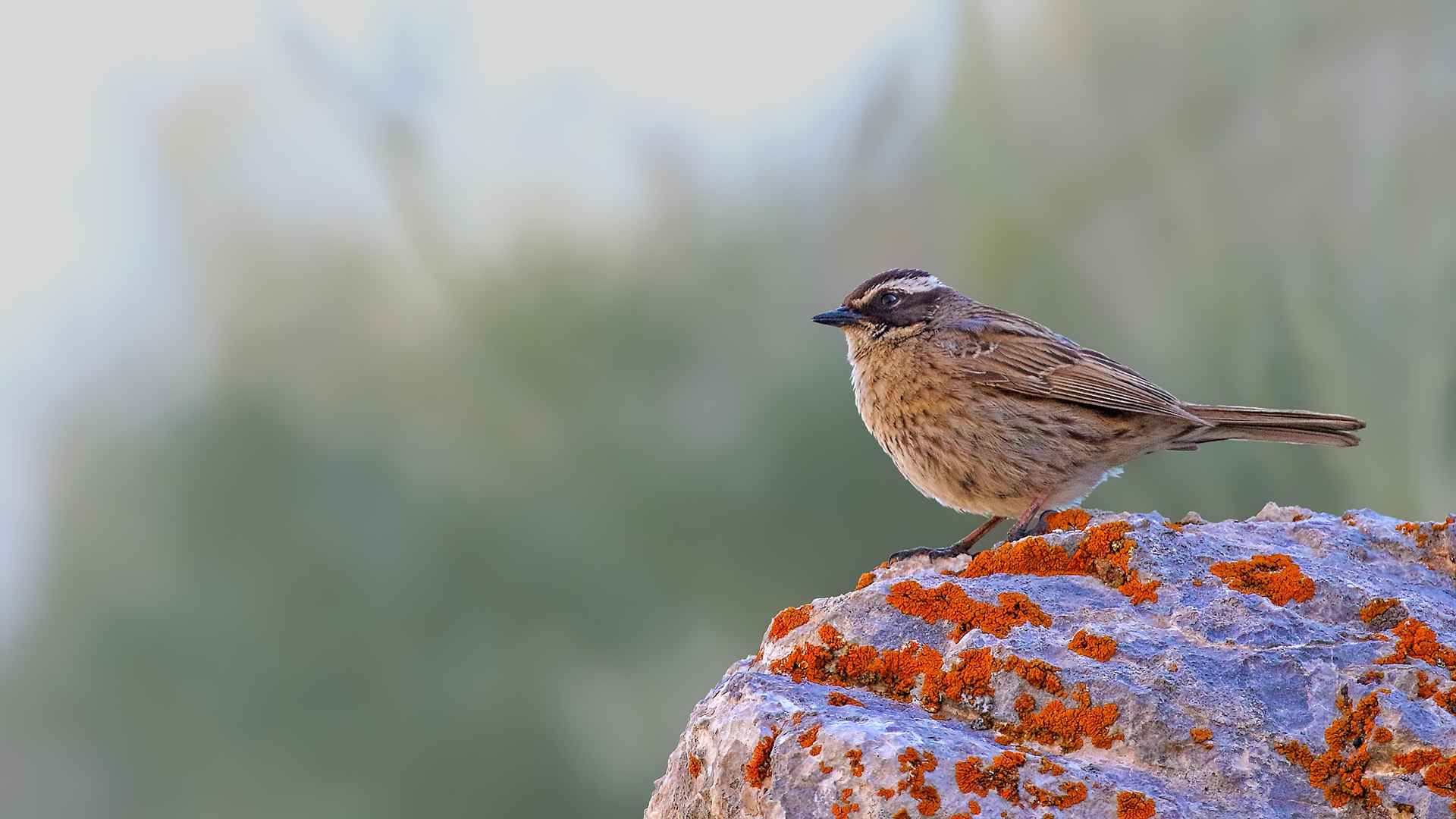 Radde's Accentor