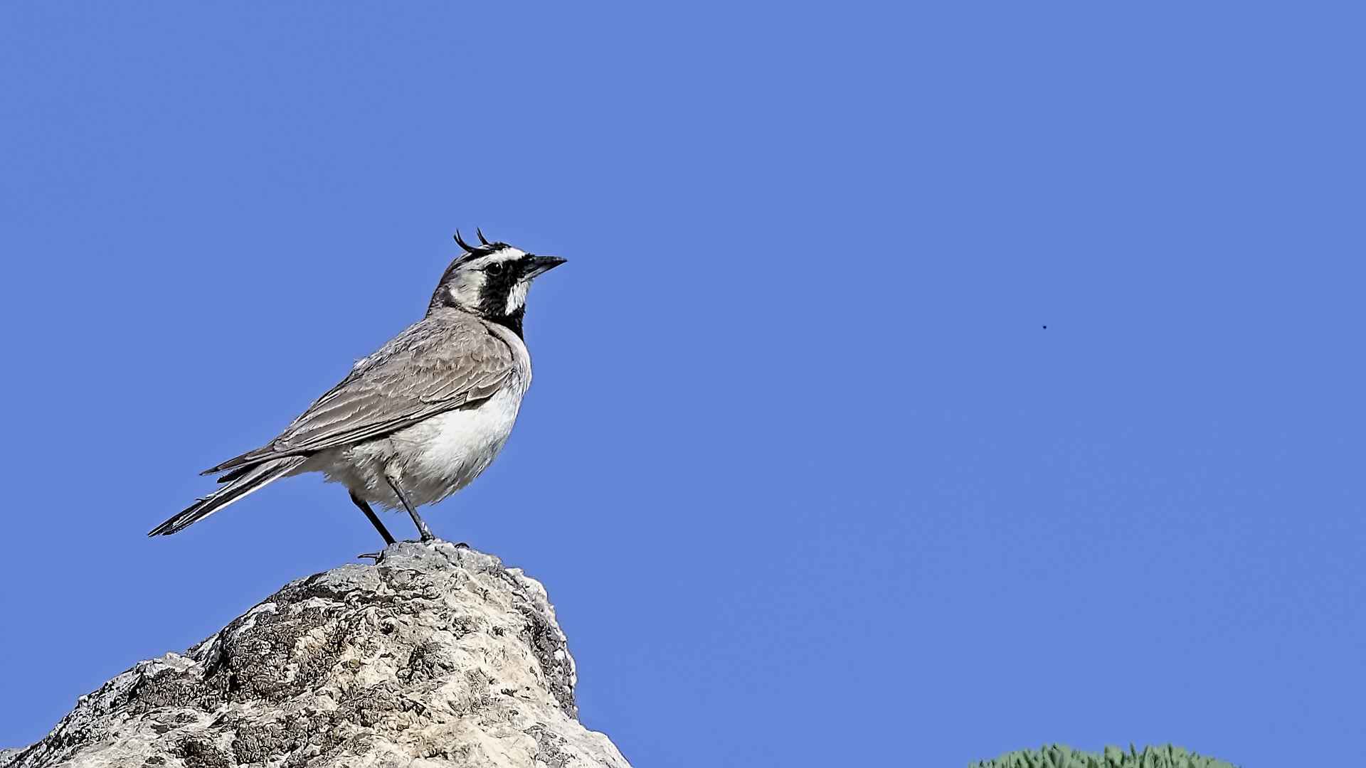 Horned Lark