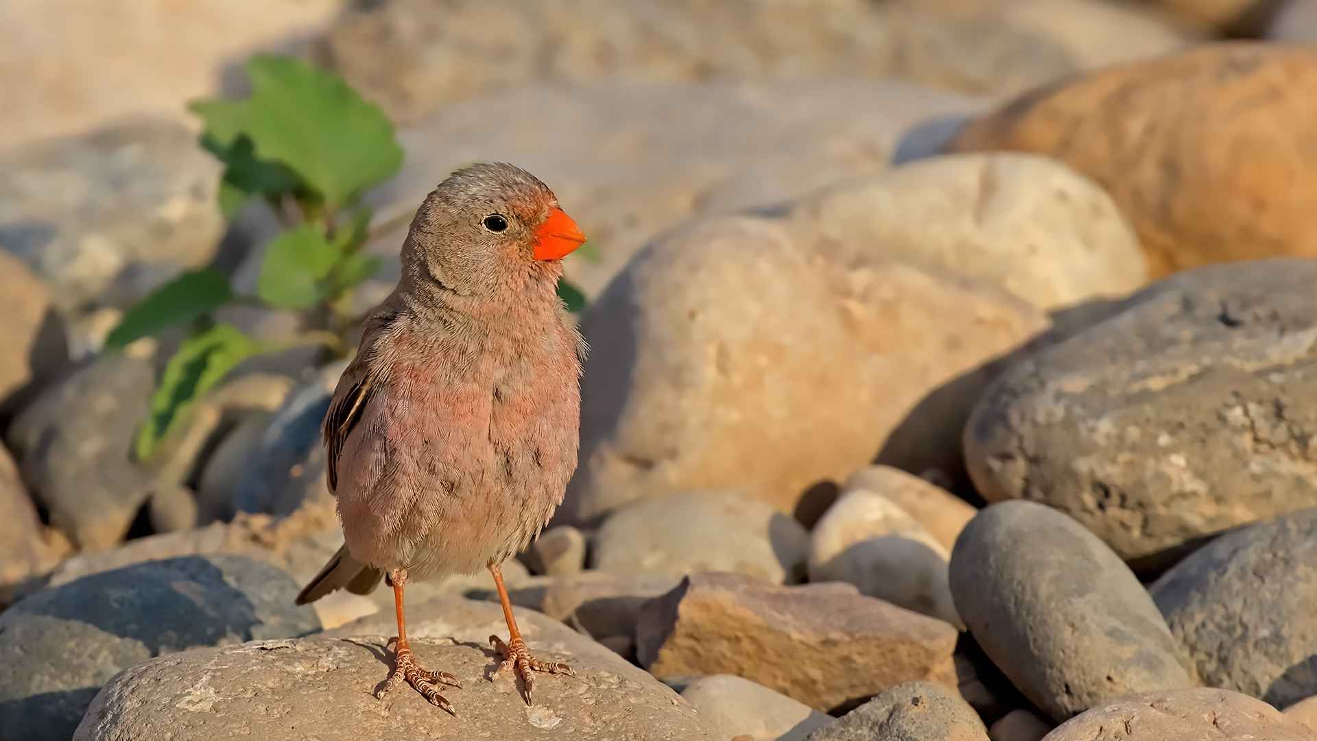 Trumpeter Finch