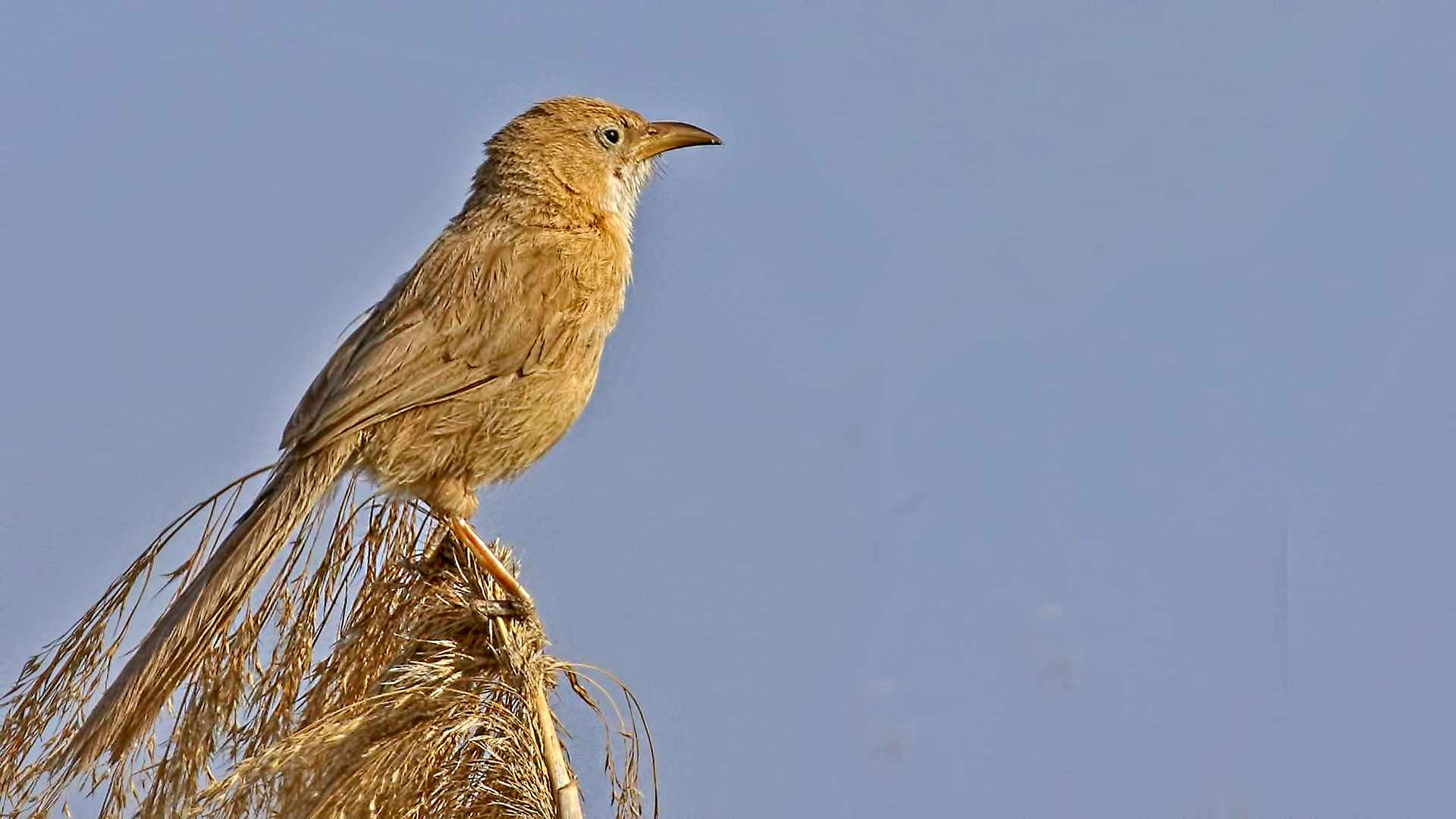 Iraq Babbler