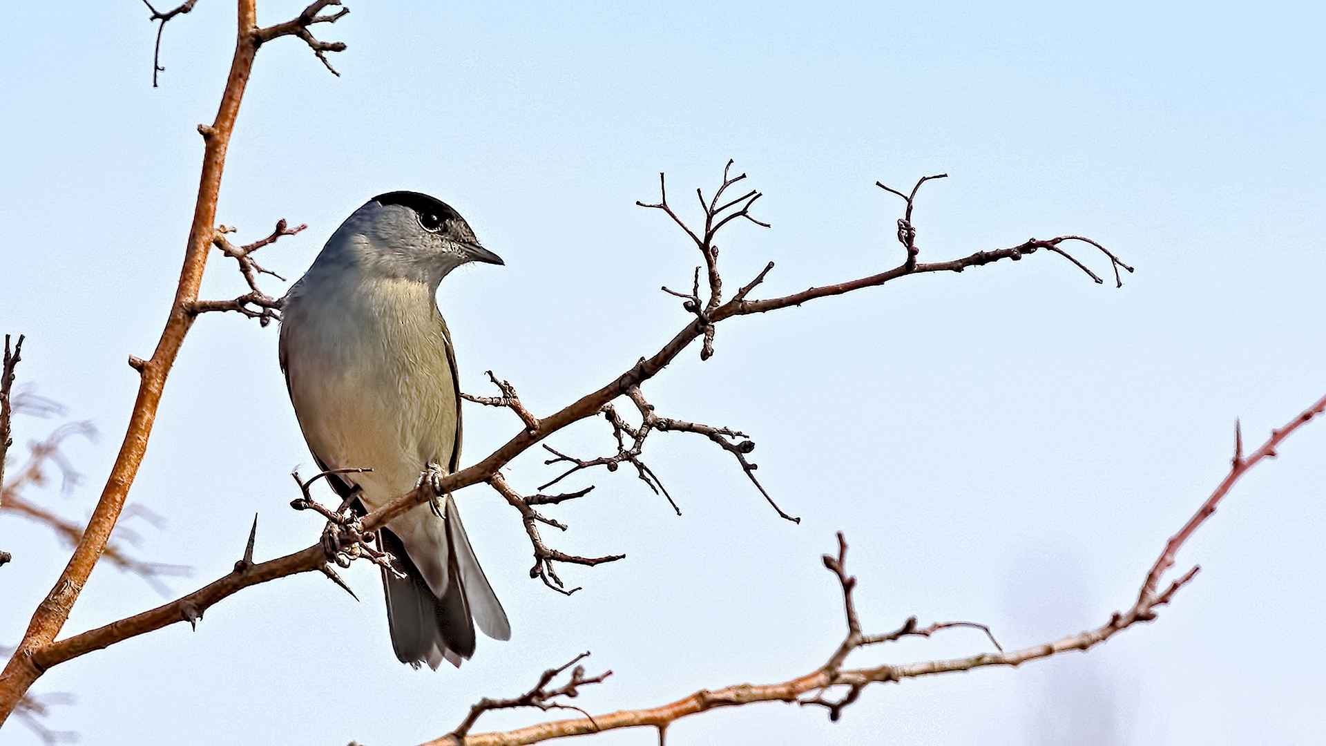 Eurasian Blackcap