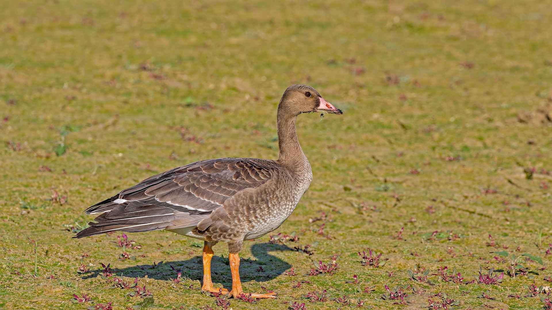 Sakarca