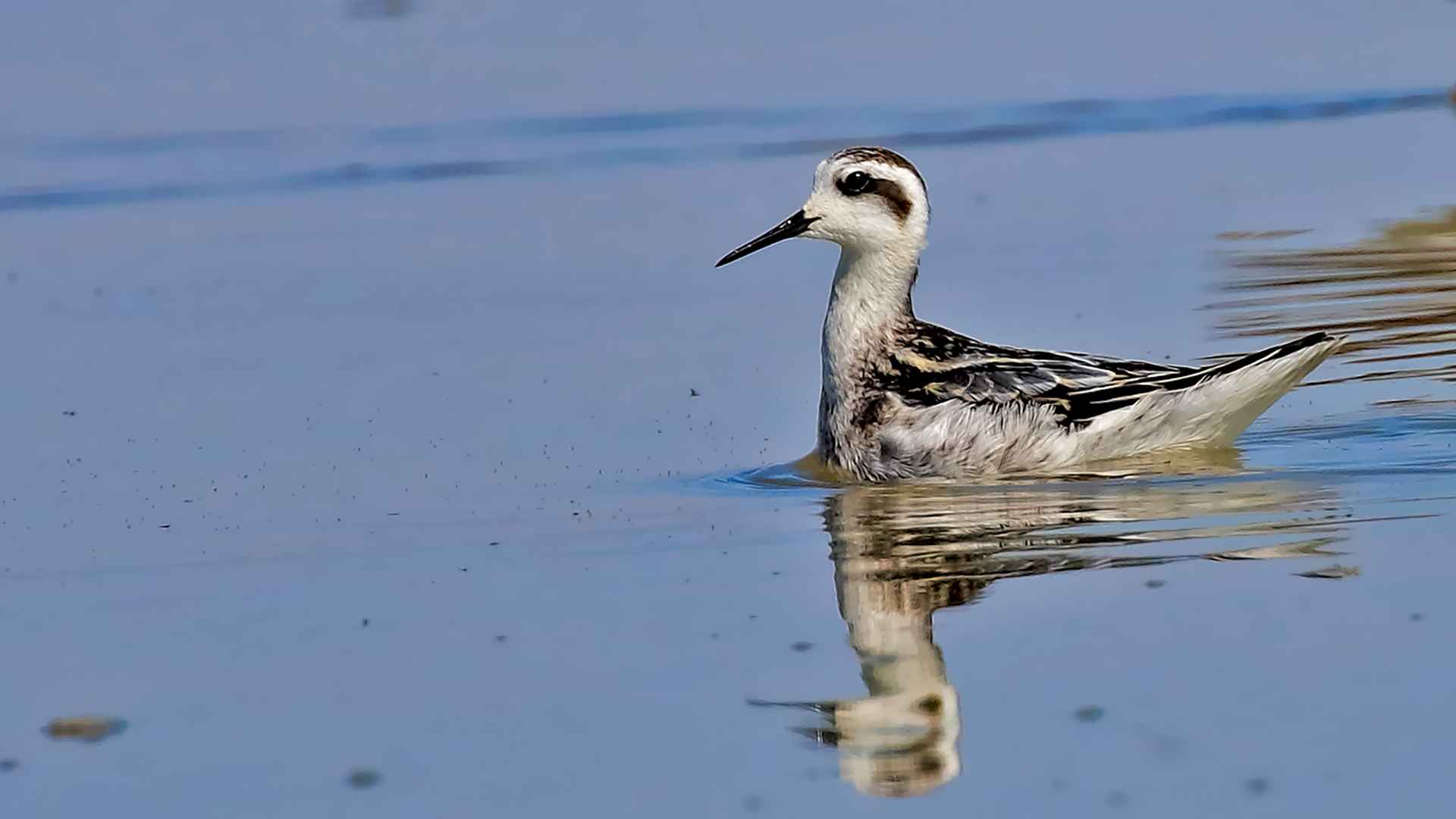 Red-necked Phalarope
