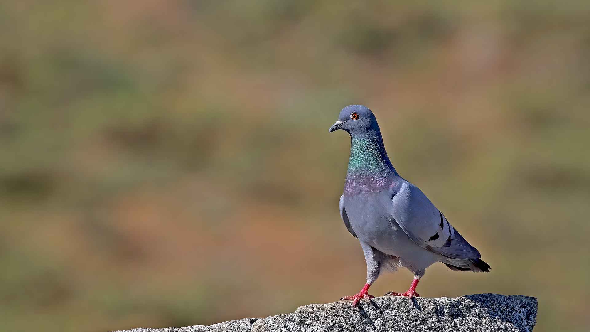 Rock Pigeon