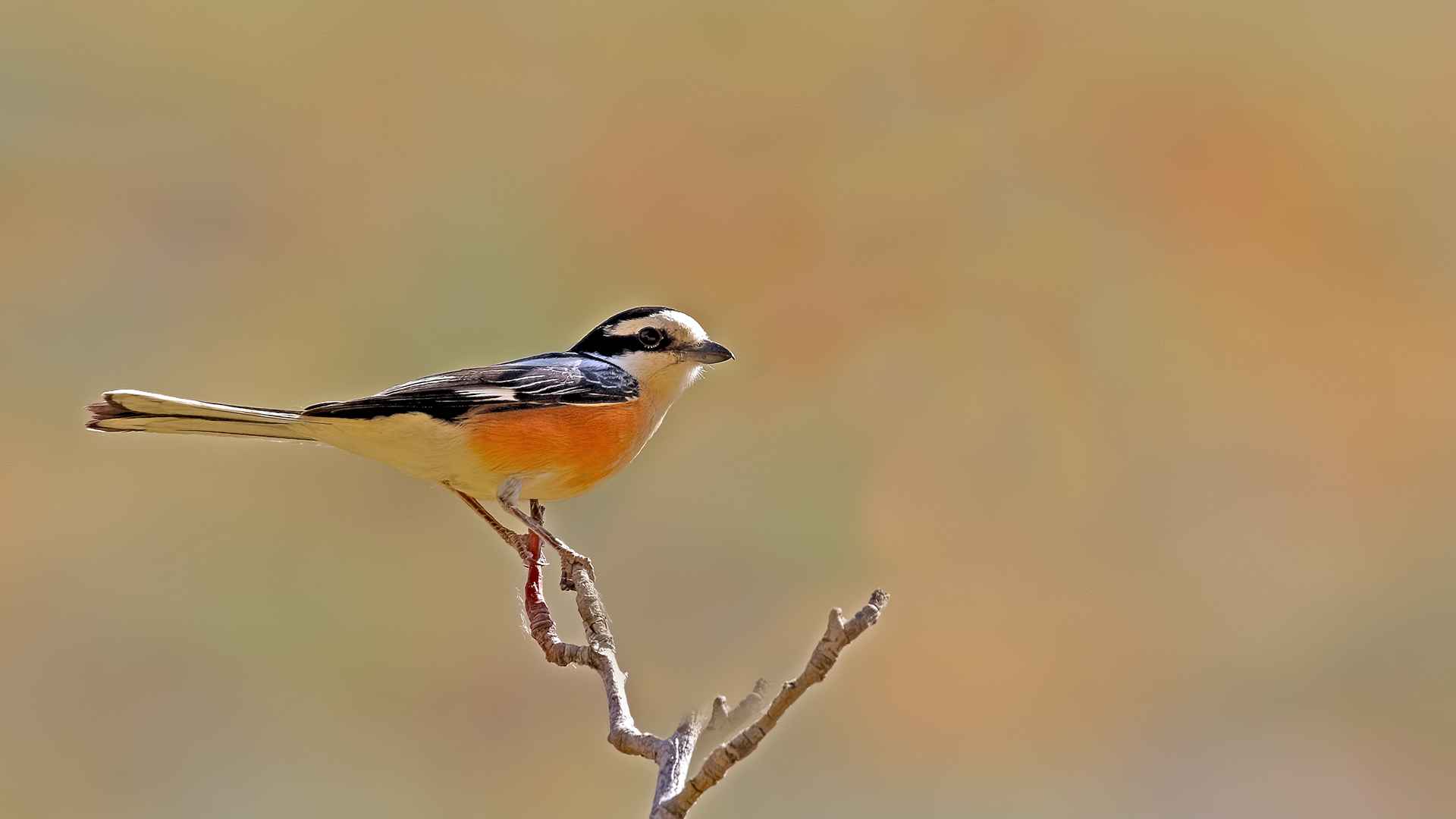 Masked Shrike