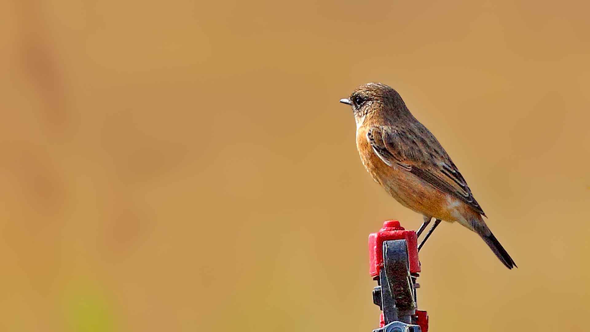 Siberian Stonechat