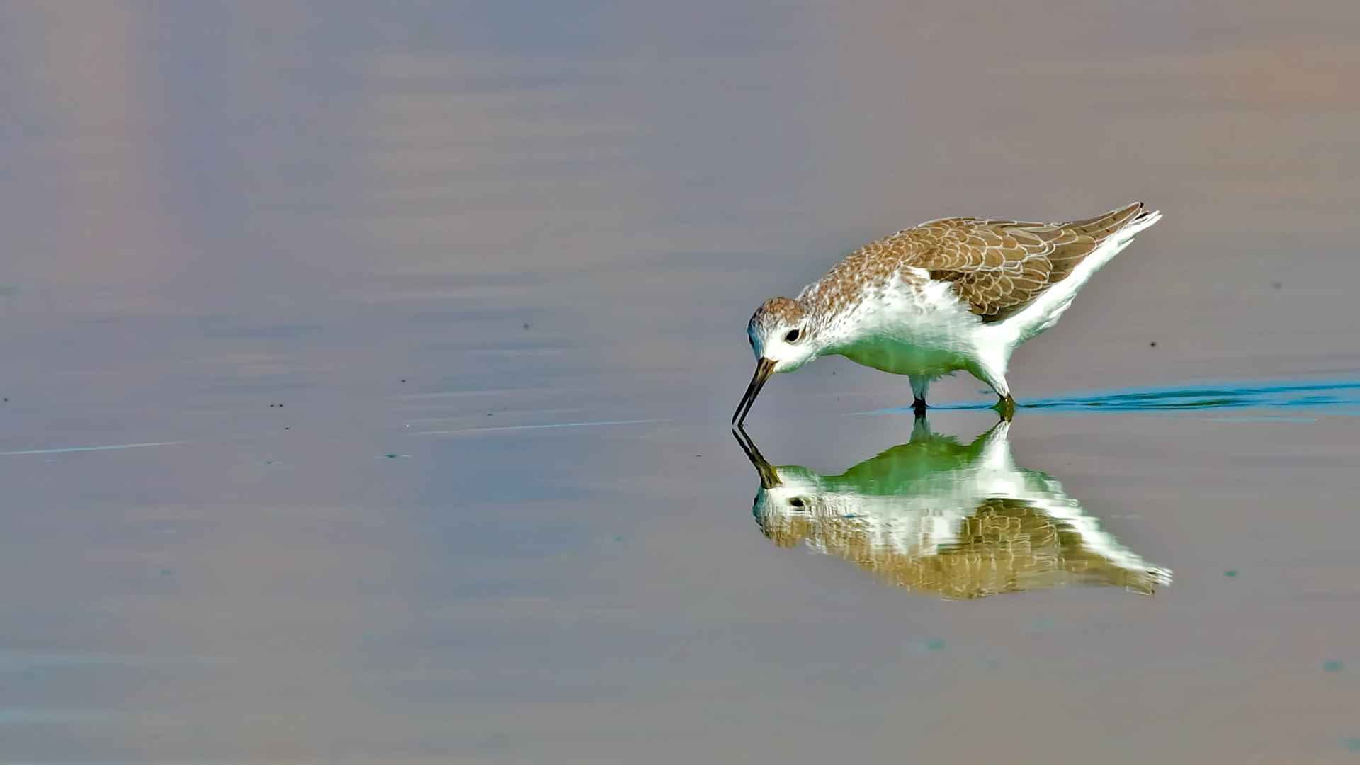 Marsh Sandpiper