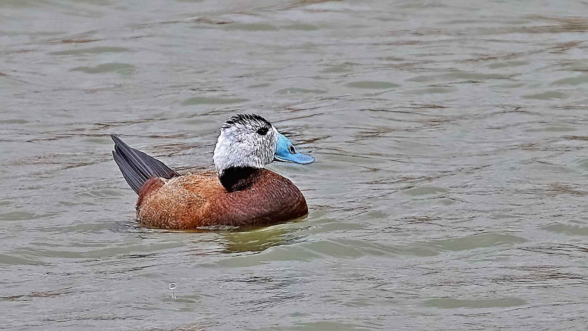 Dikkuyruk