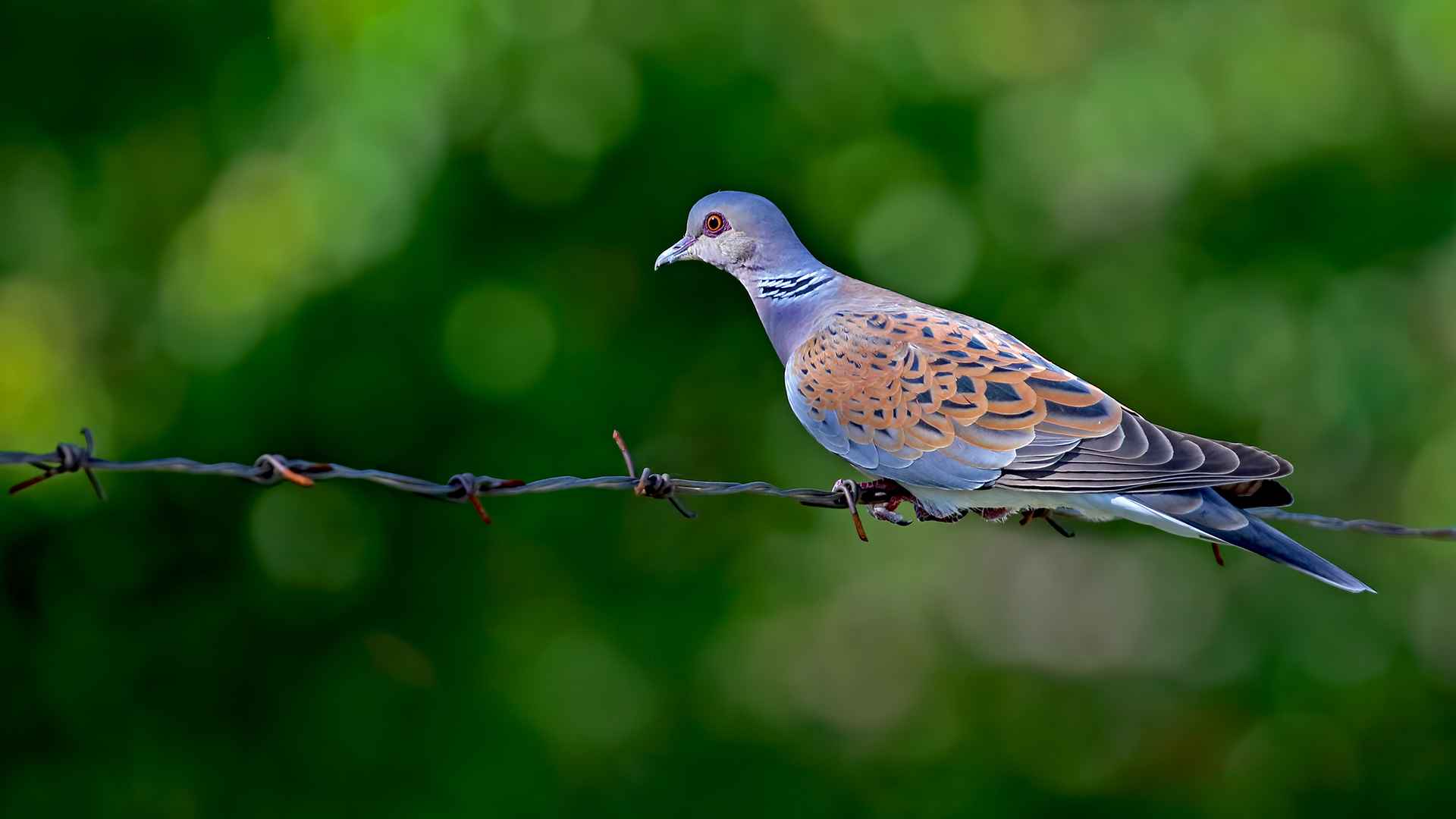 European Turtle-Dove