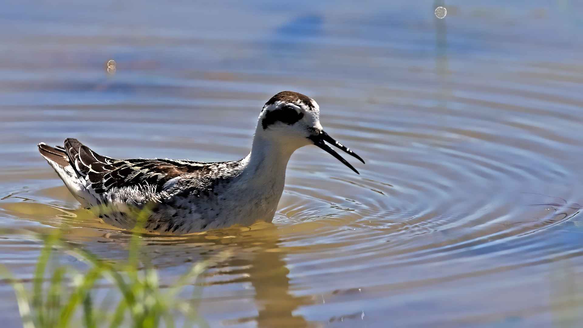 Red-necked Phalarope