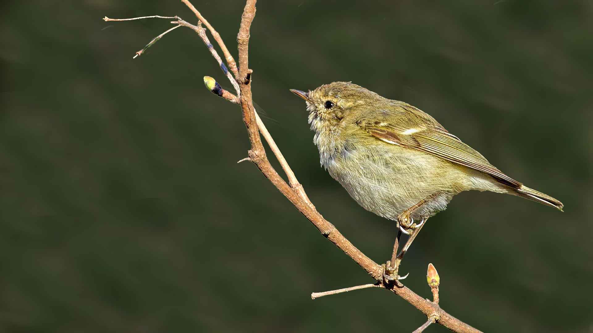 Hume's Warbler