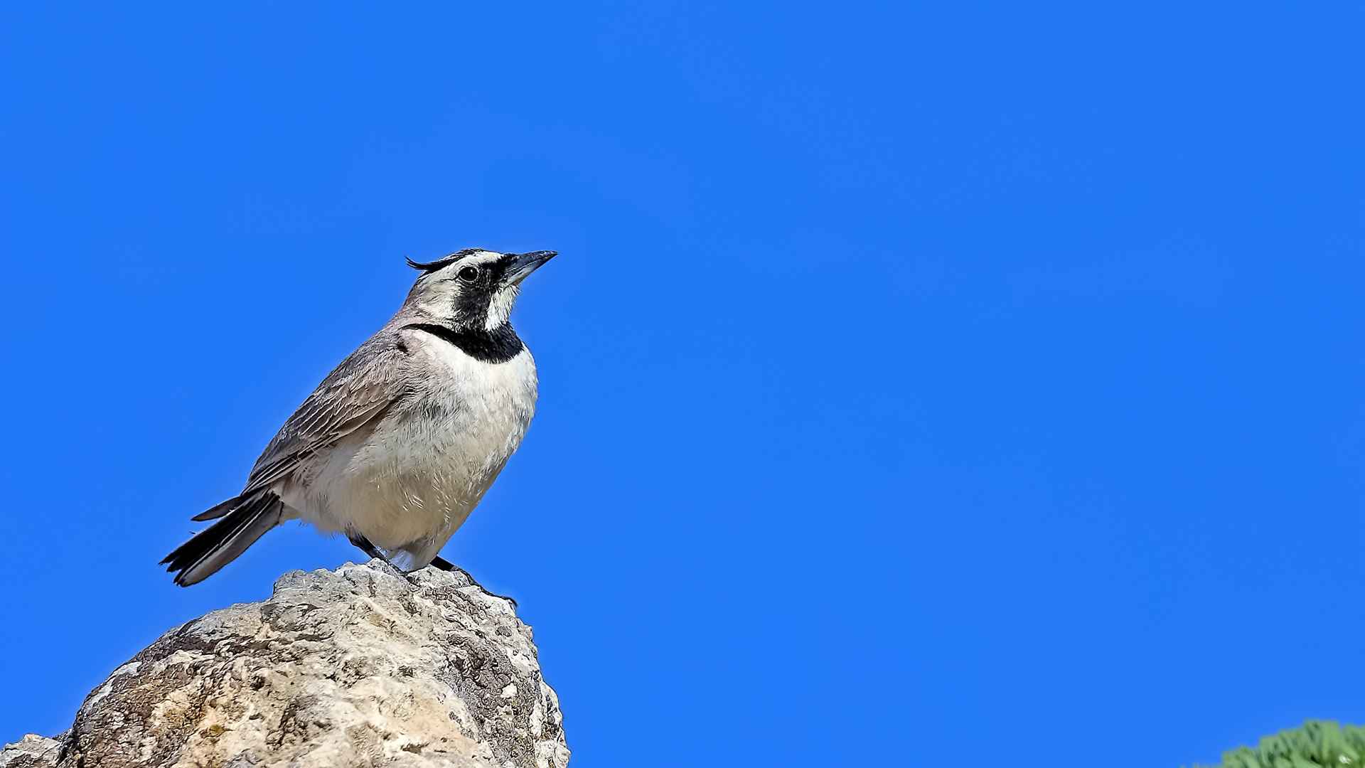 Horned Lark