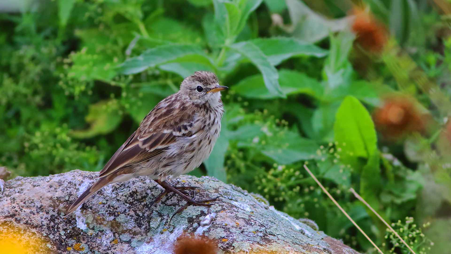Water Pipit